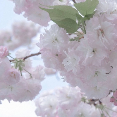 兽设表情绘制技巧Furry群